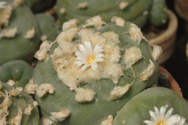 Lophophora diffusa % Pena Blanca, Qro, MEX 