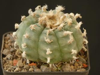Lophophora diffusa % 