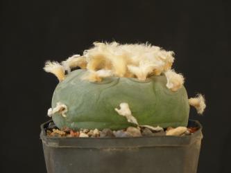 Lophophora diffusa % 