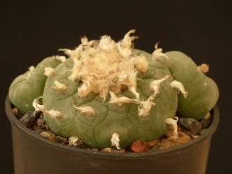 Lophophora diffusa % 