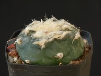 Lophophora diffusa v. koehresii % 