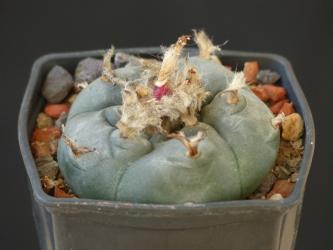 Lophophora diffusa v. koehresii % 