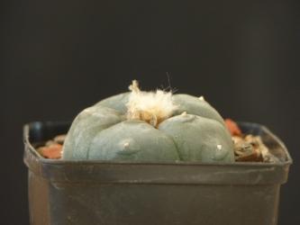 Lophophora diffusa v. koehresii % 
