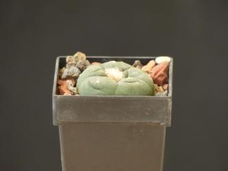 Lophophora diffusa v. koehresii % 