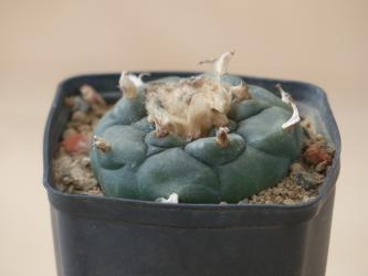 Lophophora diffusa v. koehresii % San Francisco, Cal, USA 
