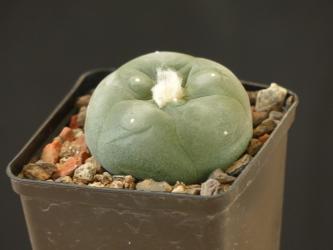 Lophophora diffusa % Pena Blanca, Qro, MEX 