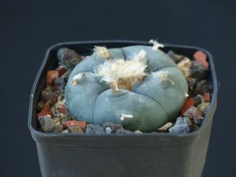 Lophophora diffusa v. ziegleri % 