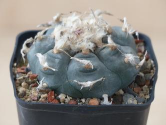Lophophora echinata % 