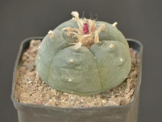 Lophophora echinata % 
