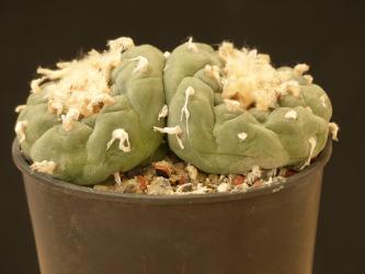 Lophophora fricii % 