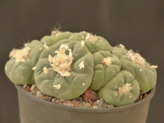 Lophophora fricii % 
