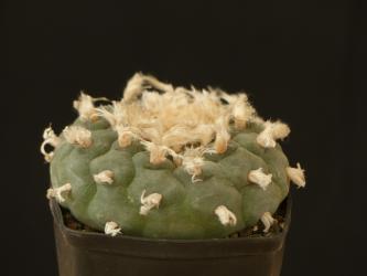 Lophophora fricii % 
