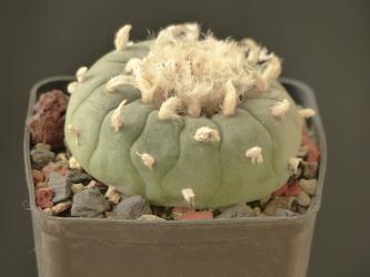 Lophophora fricii v. albiflora % 