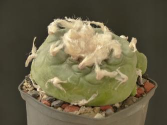 Lophophora lutea % Queretaro, MEX 