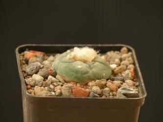 Lophophora viridescens % 