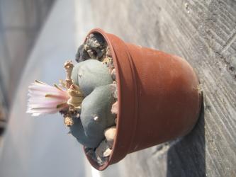 Lophophora williamsii % VZD020 Ejido La Soledad, NL, MEX 