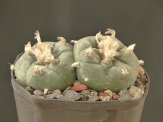 Lophophora williamsii % 