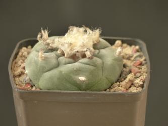Lophophora williamsii % n. of Saltillo, MEX57 km 35, Coah, MEX 