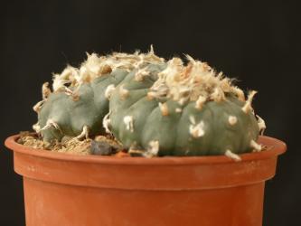 Lophophora williamsii % 