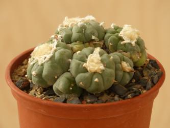 Lophophora williamsii % 