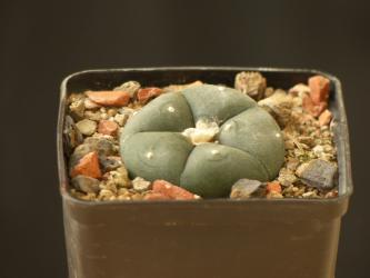 Lophophora williamsii % 