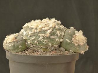 Lophophora williamsii % 