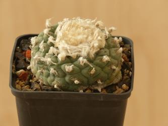 Lophophora williamsii % 