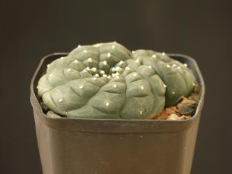 Lophophora williamsii v. texana % - Einzelstück 
