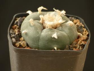 Lophophora williamsii v. texana % 