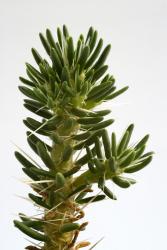 Maihuenia poeppigii *1 