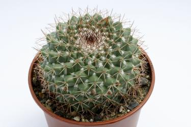 Mammillaria chaletti PN545 Minade Bacis-Cardos. 