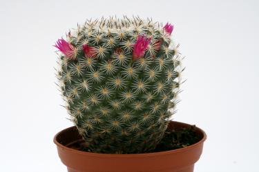 Mammillaria albilanata 