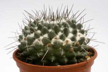 Mammillaria amajacensis 