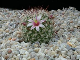 Mammillaria angelensis 