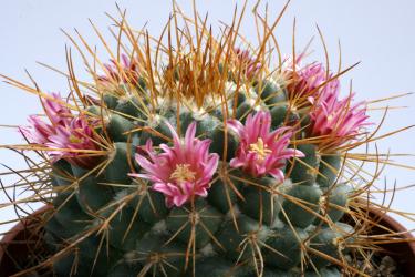 Mammillaria apozolensis ssp. saltensis 