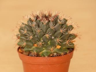 Mammillaria applanata 