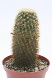Mammillaria aureispina 