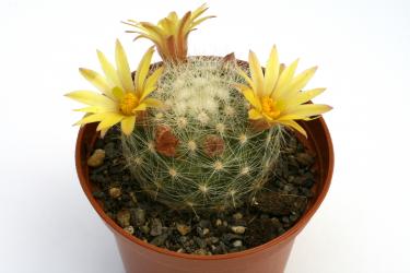 Mammillaria baumii San Vincente, Tam, MEX 