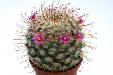 Mammillaria bombycina 