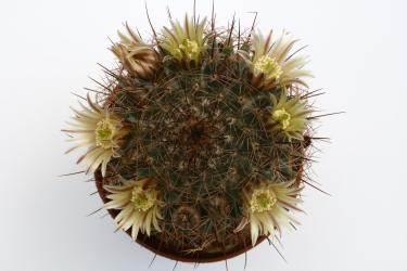 Mammillaria brandegeei v. gabbii 