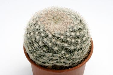 Mammillaria candida 