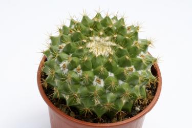 Mammillaria canelensis 