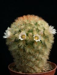 Mammillaria carmenae cv. brown spines 