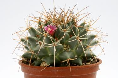 Mammillaria centralifera 