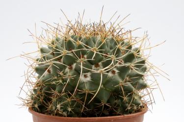 Mammillaria centralifera Rep1140 Arroyo Seco, Qro, MEX, 1100m 