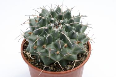 Mammillaria centricirrha v. glauca 