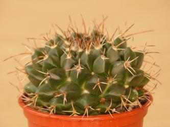 Mammillaria centricirrha v. glauca 