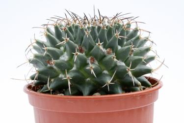 Mammillaria cirrhifera 