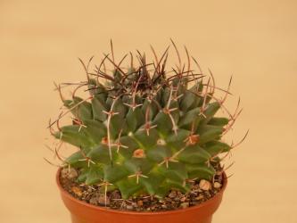 Mammillaria cirrhifera 