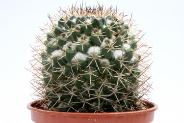 Mammillaria collinsii 